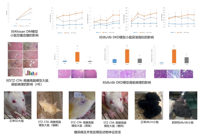 MrCat猫先生电竞(中国)官方网站